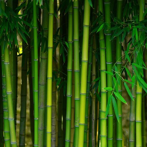 bamboo forest from Traditional Floors in Milan